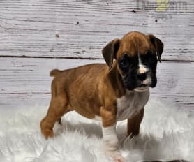 Cute boxer puppies for sale outlet