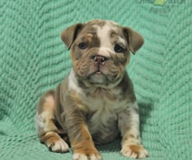 Purebred english bulldog puppies for sale cheap