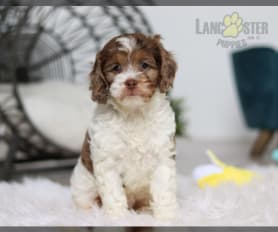 Cockapoo craigslist discount