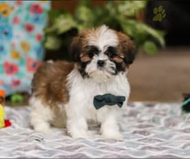 Baby shih tzu for sale cheap