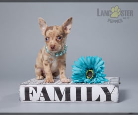 Boy chihuahua for sale discount