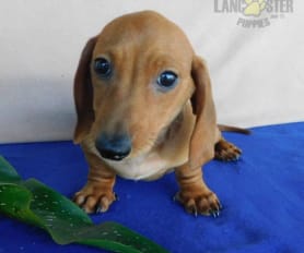 how much are long haired miniature dachshund puppies