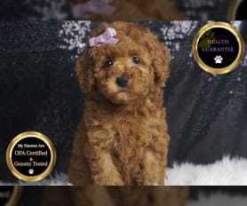 Grey toy poodle puppies for sale sales