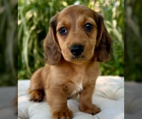 how much are long haired miniature dachshund puppies