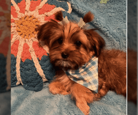 Ava yorkshire terrier food hotsell