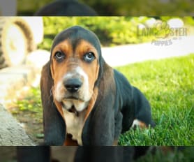 Basset Hound Free to Good Home