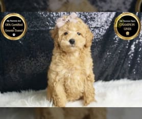 Miniature parti poodle puppies for sale hot sale