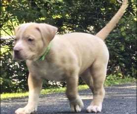 Big head pitbull puppies for sale cheap