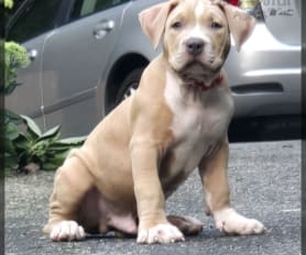 American Bully Puppies for Sale Lancaster Puppies
