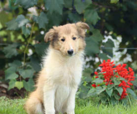 Long haired collie puppies for sale sales