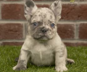 Big Rope French Bulldog Breeds (All You Need To Know) | ThePetsTome