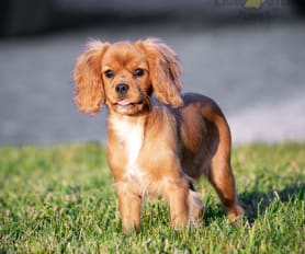 Tiny king charles cavalier puppies for sale hotsell