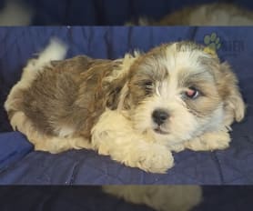 Teddy demonstrative Bear Puppies Shih Tzu Bichon