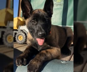 Belgian Malinois Puppies for Sale Lancaster Puppies