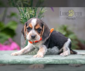 Beagle Puppies for Sale Lancaster Puppies