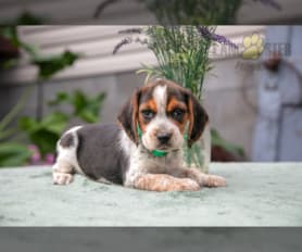 Small beagle puppies hotsell