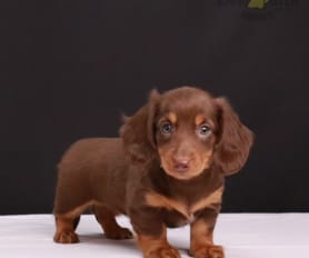 are long haired wiener dogs hypoallergenic