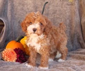 Toy Poodle Puppies for Sale Lancaster Puppies