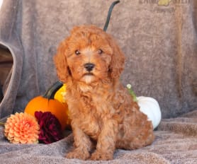 French poodle mini toy for sale discount