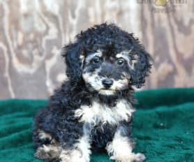 Miniature phantom poodle puppies for sale sales