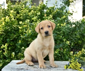 Golden labrador retriever puppies for sale new arrivals