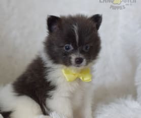 cute pomeranian puppies