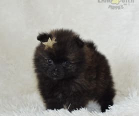 cute pomeranian puppies