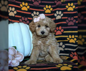 Miniature eskipoo puppies for sale clearance