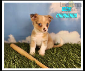 Chihuahua Puppies for Sale Lancaster Puppies