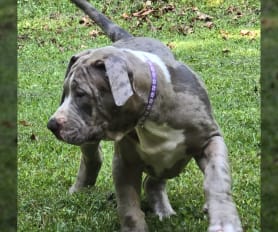 American bully merle for sale online