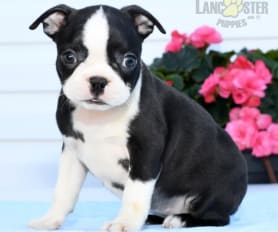 Adult boston terrier for sale sales