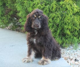 Chocolate american cocker spaniel puppies for sale sales