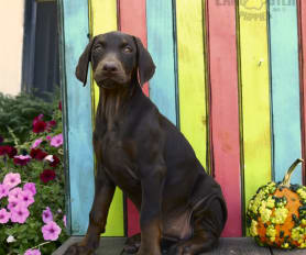 Doberman Pinscher Puppies for Sale Lancaster Puppies