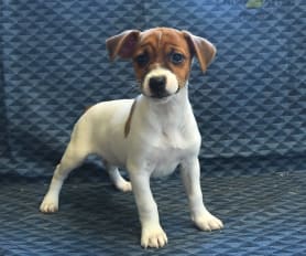 Akc jack russell puppies for sale 2025