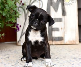 Bulldog pug mix puppies for sale sale