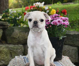 Akc pug puppies for sale store