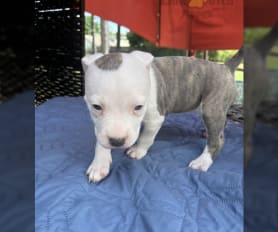 American Pit Bull Terrier Puppies for Sale Lancaster Puppies