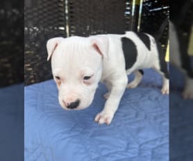 Akc registered pitbulls for sale sales