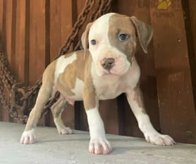 Bully max for sale cheap on sale