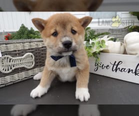 Long haired shiba inu puppies for sale online