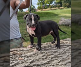Black pitbull puppy for sale sales