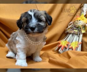 Havanese dachshund mix puppies for sale discount