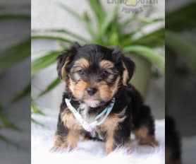 Morkie Puppies for Sale Lancaster Puppies