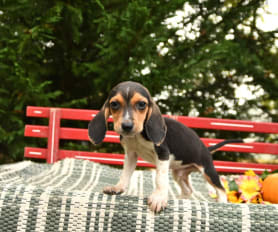 Blue merle beagle for sale store