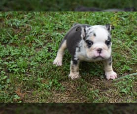 Merle bulldog for sale new arrivals