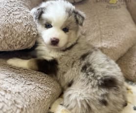 Merle husky for sale best sale