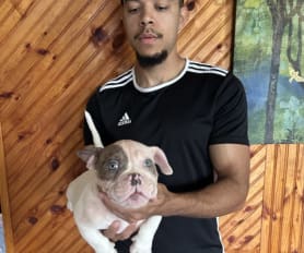 Gator head bullies puppies for sale hot sale