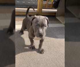Short legged pitbull puppies for sale online