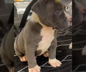American Pit Bull Terrier Puppies for Sale Lancaster Puppies