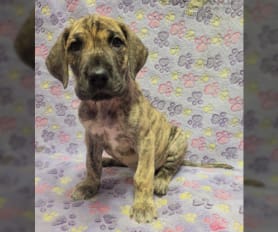 Akc registered great dane puppies for sale sales